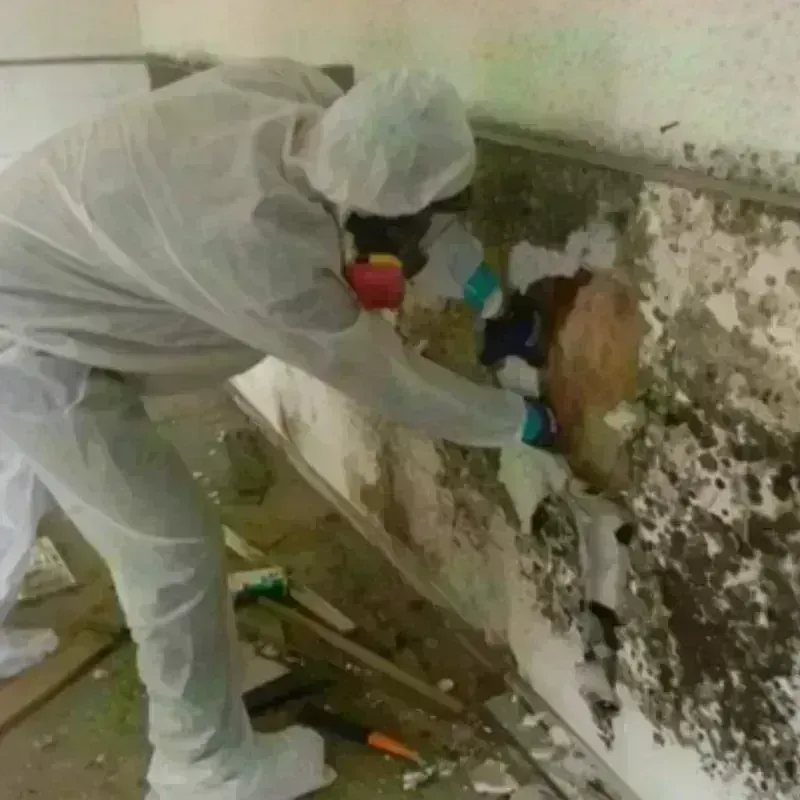 Mold Remediation and Removal in Rice Lake, WI